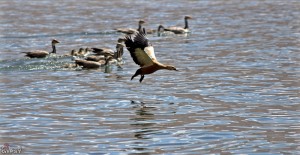 Bar Headed Geese 1