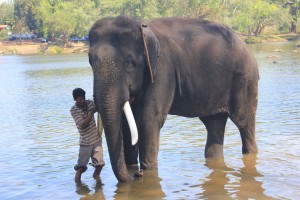 Dubbare elephant camp